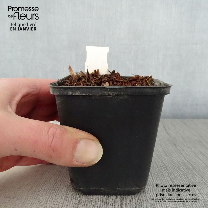 Geranium pratense Marshmallow 8/9 cm pot sample as delivered in winter