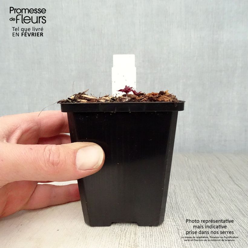 Geranium pratense Midnight Reiter 8/9 cm pot sample as delivered in winter