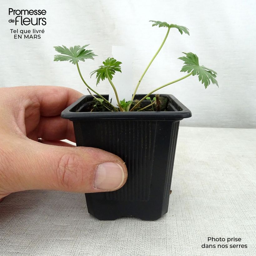 Geranium pratense Mrs Kendall Clark 8/9 cm pot sample as delivered in spring