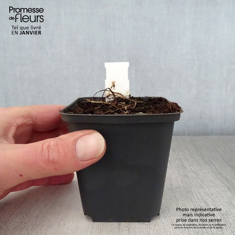 Geranium pratense Mrs Kendall Clark 8/9 cm pot sample as delivered in winter