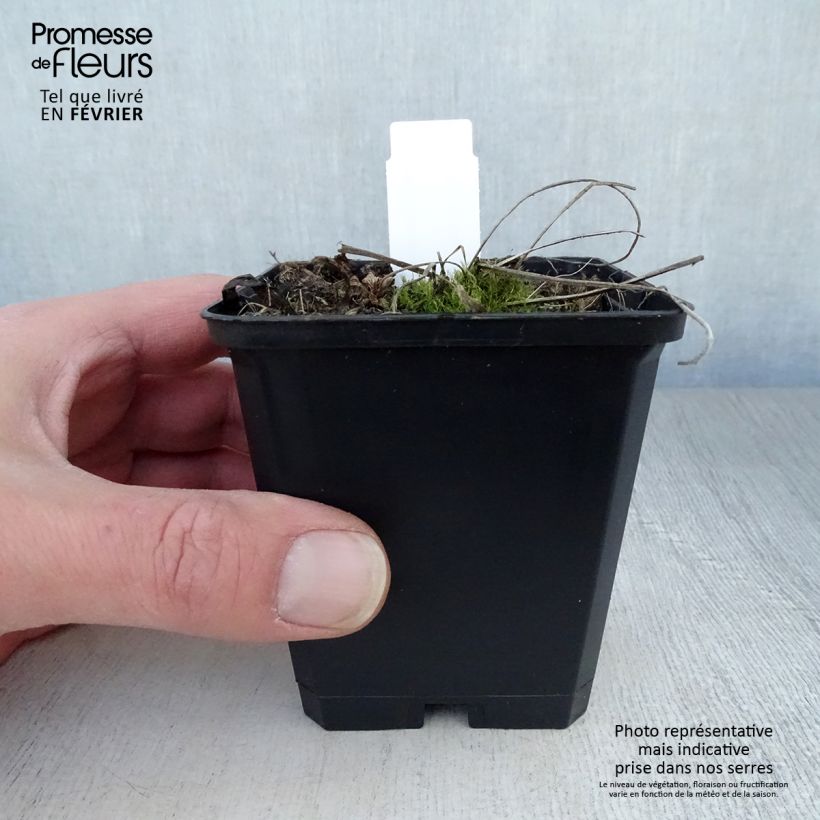 Geranium pratense Plenum Album 8/9 cm pot sample as delivered in winter