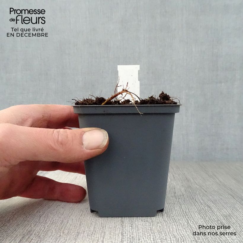 Geranium pratense Splish Splash 8/9 cm pot sample as delivered in winter