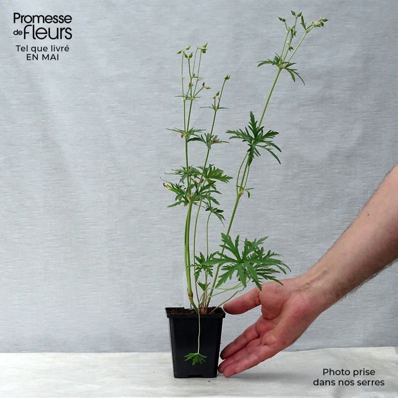 Geranium pratense Summer Skies 8/9 cm pot sample as delivered in spring