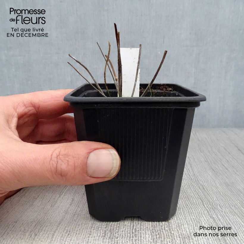 Geranium pratense Summer Skies 8/9 cm pot sample as delivered in winter