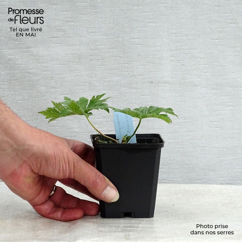 Geranium psilostemon - Armenian Cranesbill 8/9 cm pot sample as delivered in spring