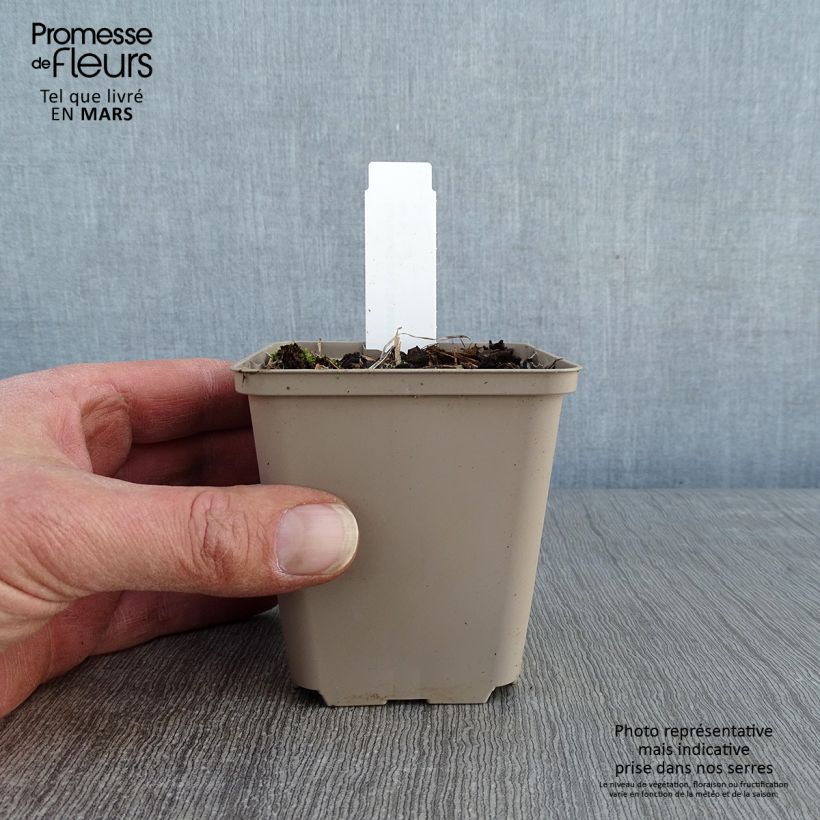 Geranium psilostemon Bressingham Flair 8/9 cm pot sample as delivered in winter