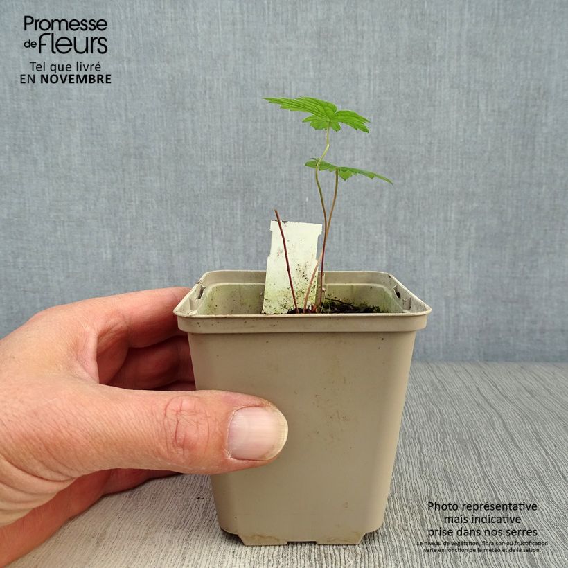 Geranium psilostemon - Armenian Cranesbill 8/9 cm pot sample as delivered in autumn