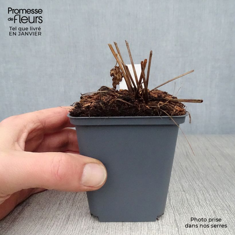 Geranium psilostemon Red Admiral 8/9 cm pot sample as delivered in winter