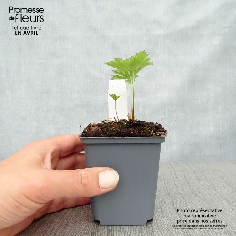 Geranium psilostemon Red Admiral 8/9 cm pot sample as delivered in spring