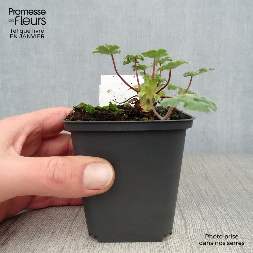 Geranium renardii Tcschelda 8/9 cm pot sample as delivered in winter