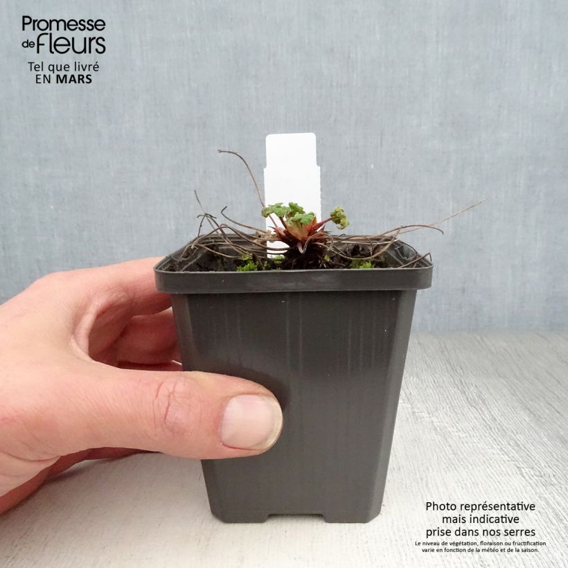 Geranium renardii Zetterlund 8/9 cm pot sample as delivered in spring