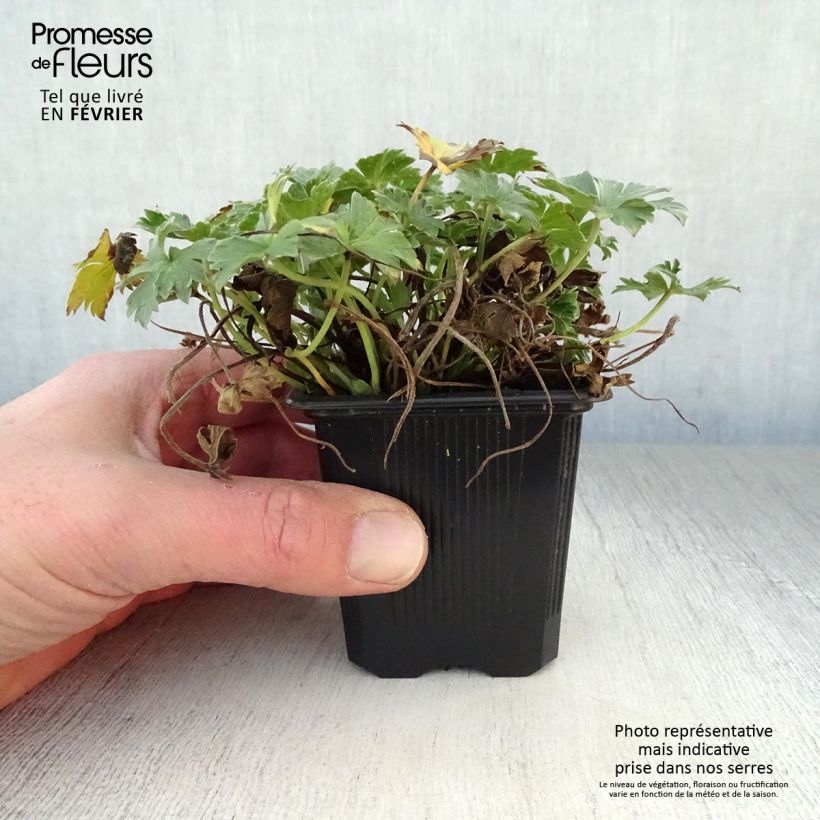 Geranium riversleaianum Russell Prichard 8/9 cm pot sample as delivered in winter