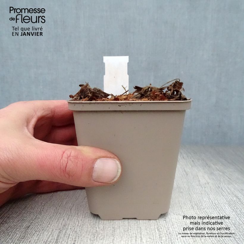 Geranium sanguineum Compactum 8/9 cm pot sample as delivered in winter