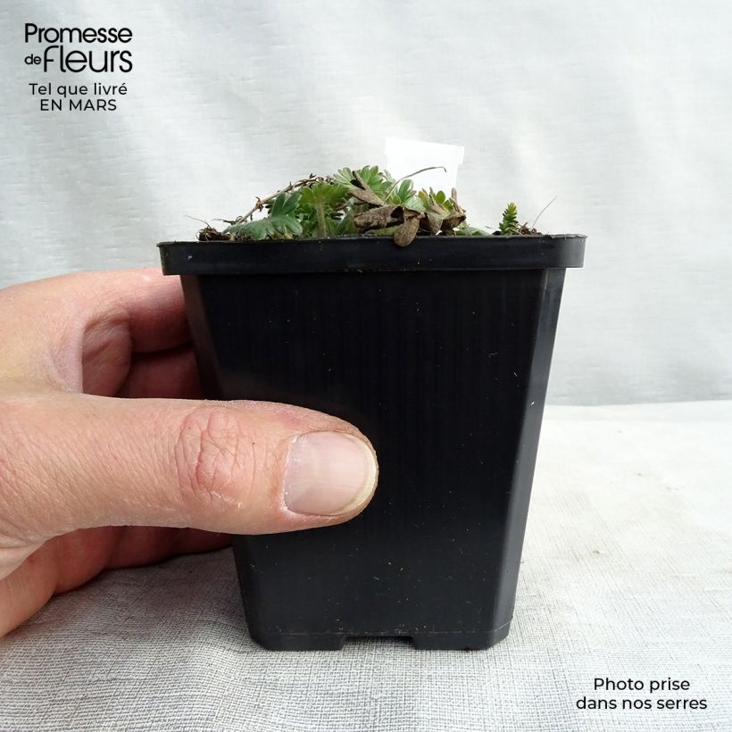 Geranium sanguineum Elke 8/9 cm pot sample as delivered in spring