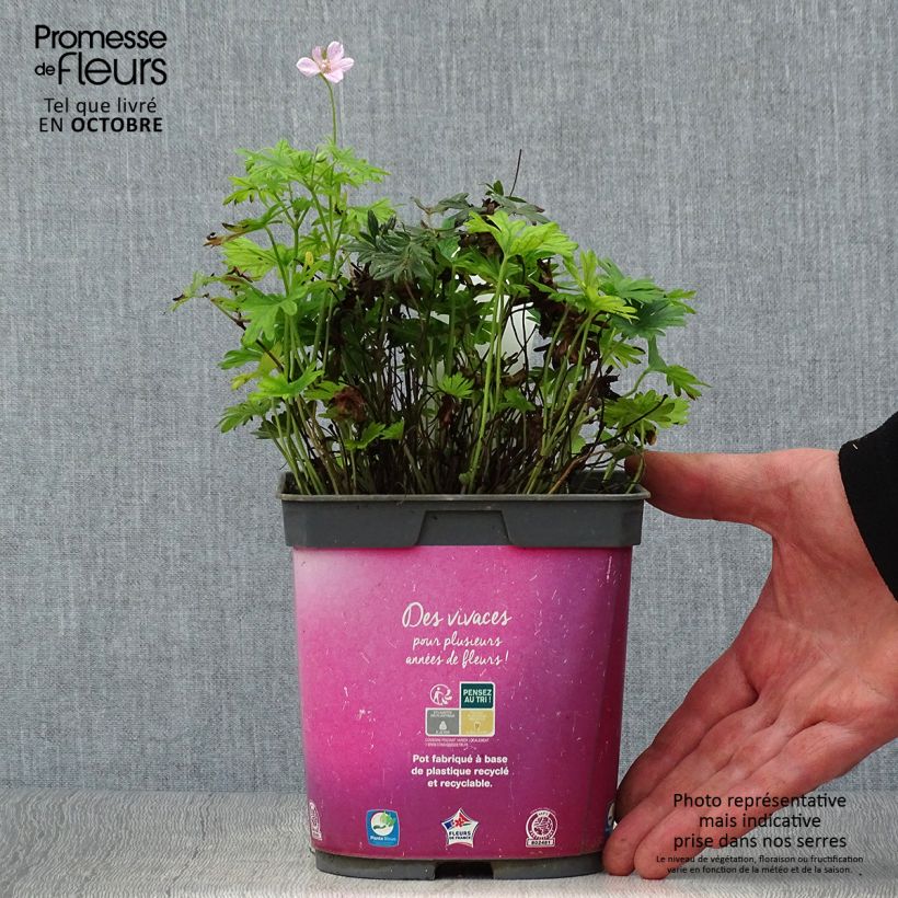 Geranium sanguineum Elke 2L/3L pot sample as delivered in autumn