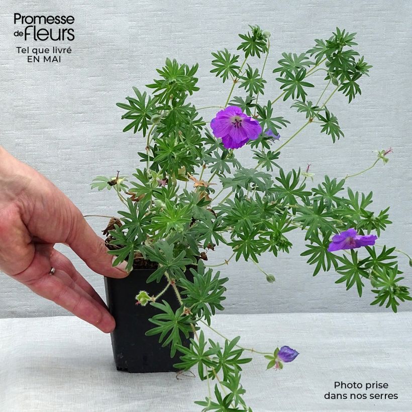 Geranium sanguineum Elsbeth 8/9 cm pot sample as delivered in spring