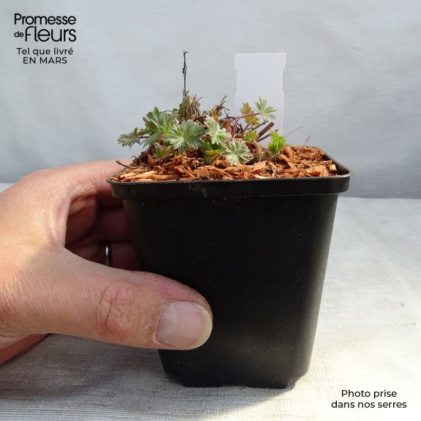 Geranium sanguineum Pink Pouffe 8/9 cm pot sample as delivered in spring