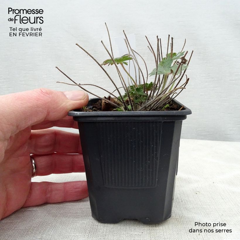 Geranium sanguineum - Bloody Crane's-bill 8/9 cm pot sample as delivered in winter