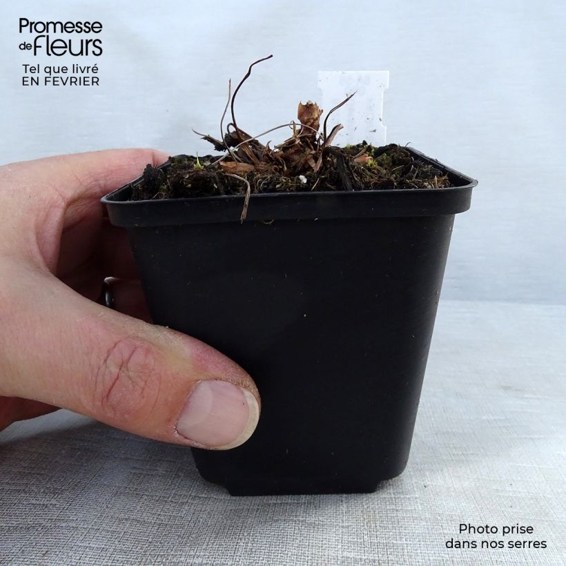 Geranium sylvaticum Bridget Lion 8/9 cm pot sample as delivered in winter