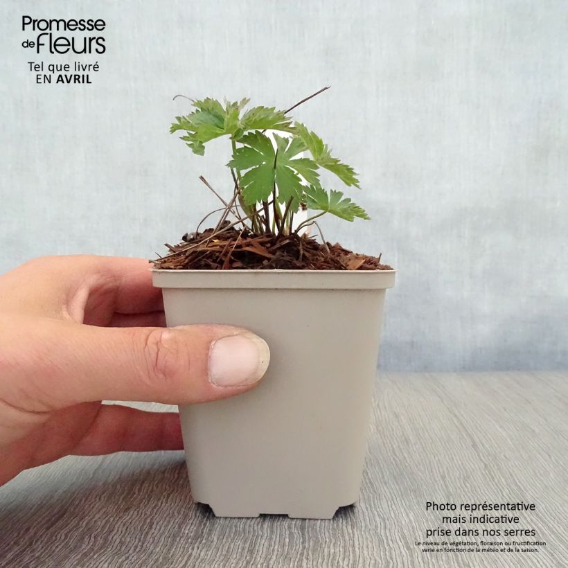 Geranium sylvaticum Bridget Lion 8/9 cm pot sample as delivered in spring