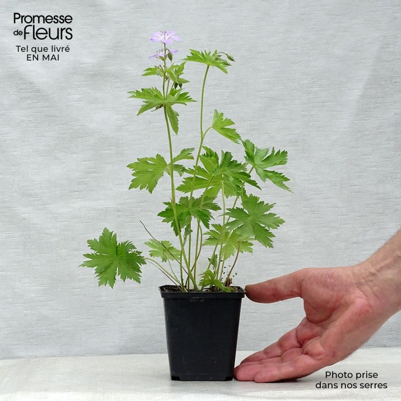Geranium sylvaticum Ice Blue 8/9 cm pot sample as delivered in spring