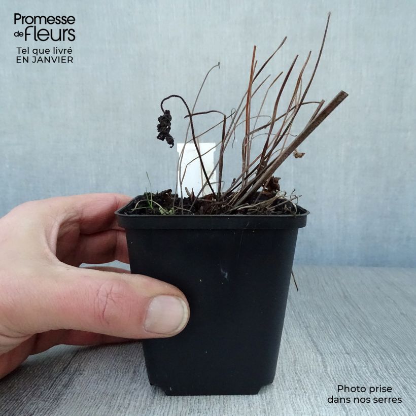 Geranium sylvaticum Ice Blue 8/9 cm pot sample as delivered in winter