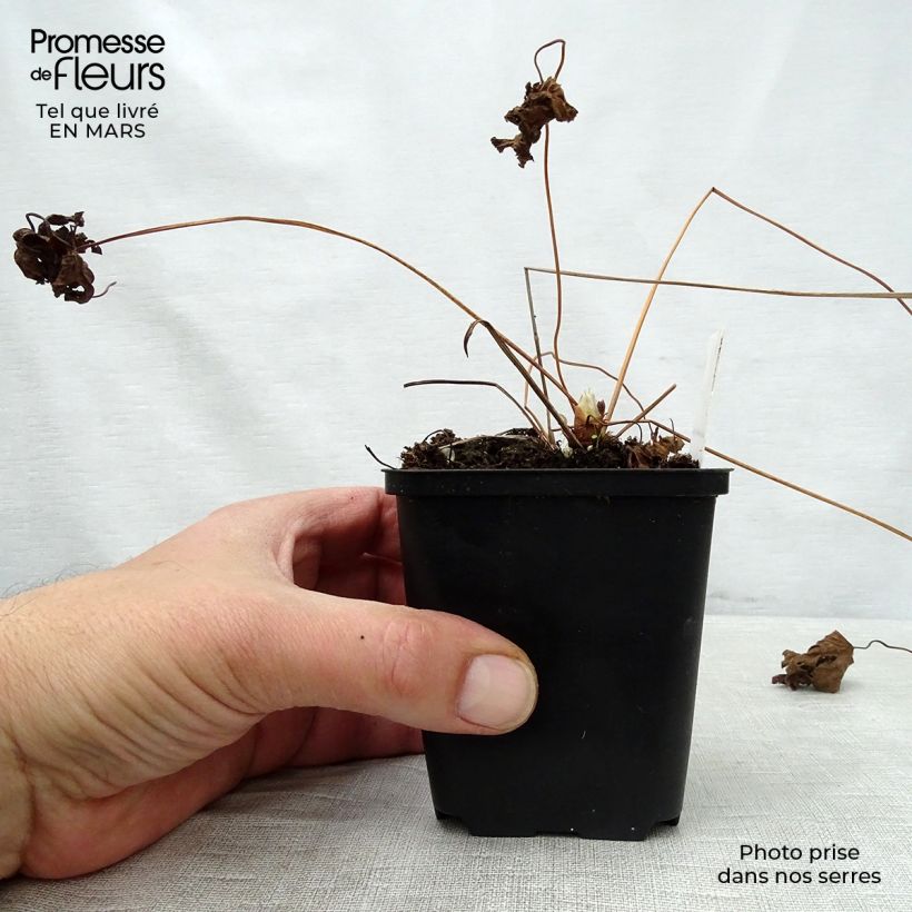 Geranium sylvaticum May Flower 8/9 cm pot sample as delivered in spring