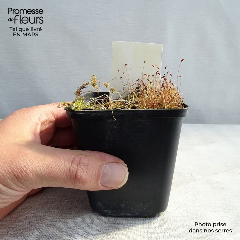 Geranium sylvaticum var. wanneri 8/9 cm pot sample as delivered in spring