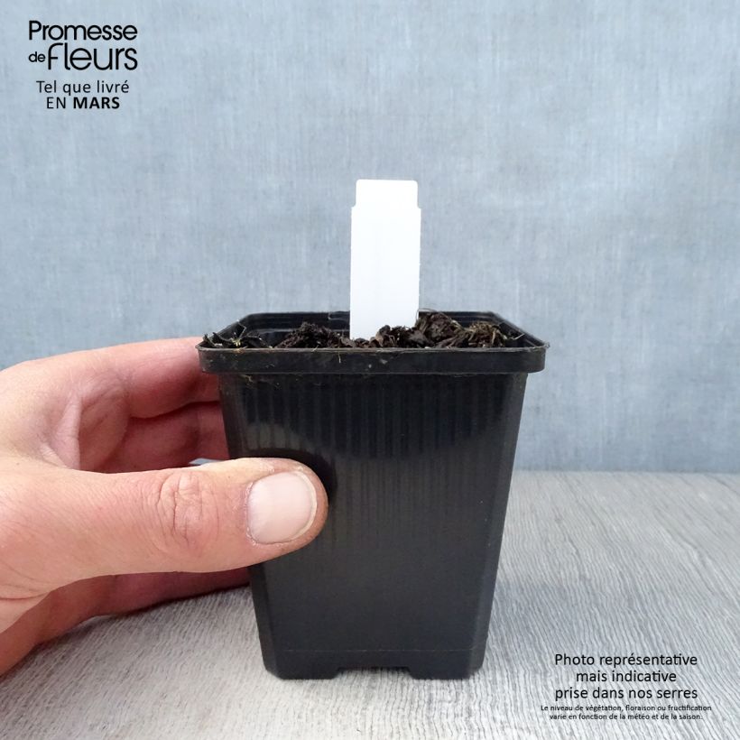 Geranium wallichianum Havana Blues 8/9 cm pot sample as delivered in spring