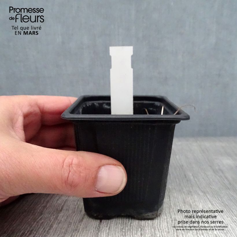 Geranium wallichianum Magical All Summer Joy 8/9 cm pot sample as delivered in winter