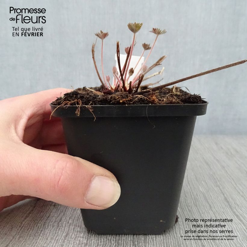 Geranium wlassovianum 8/9 cm pot sample as delivered in winter