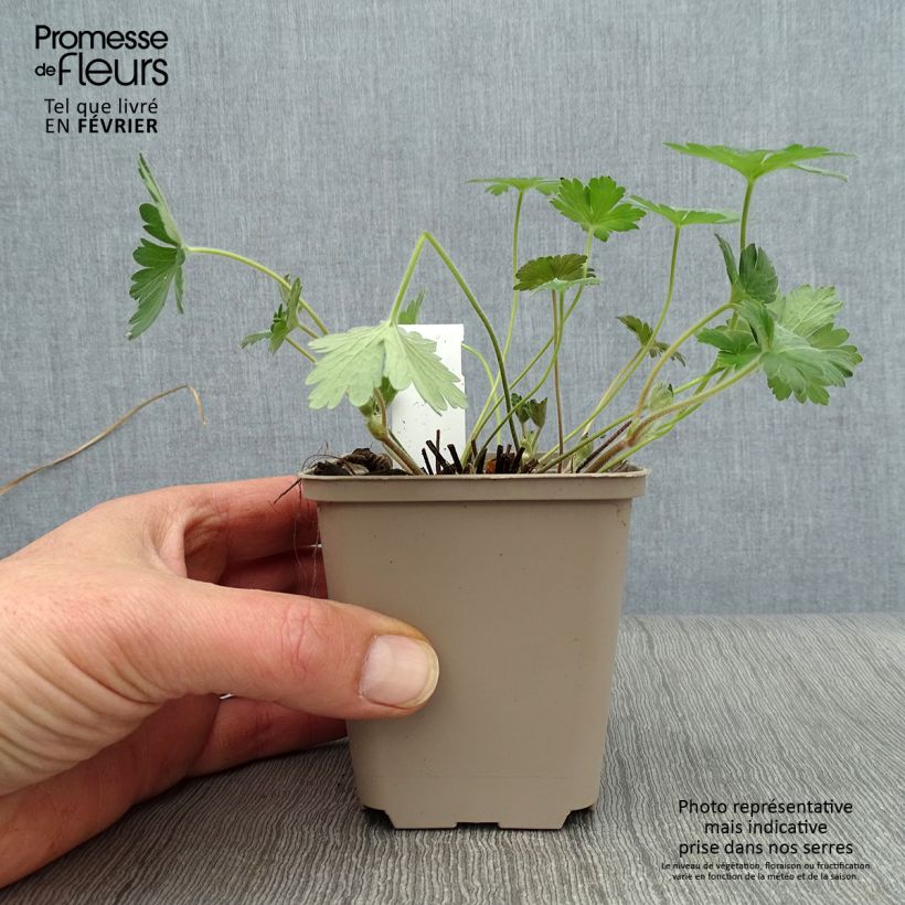 Geranium wlassovianum Crûg Farm 8/9 cm pot sample as delivered in winter