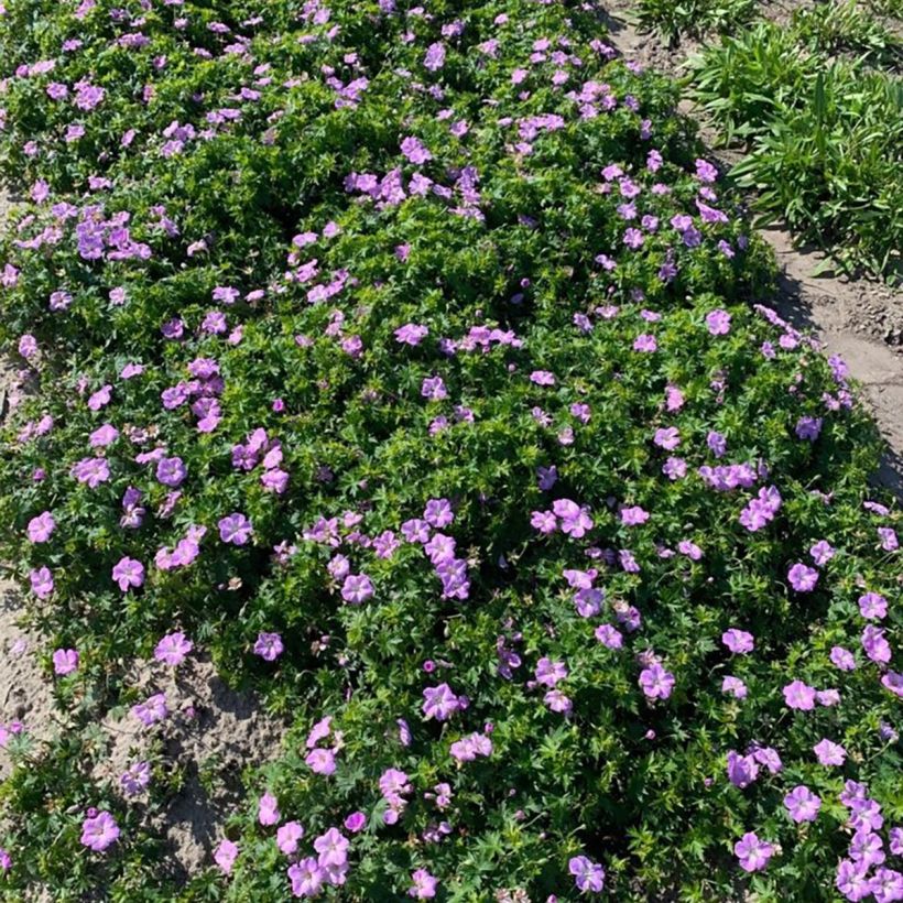 Geranium sanguineum Frivolius™ Lilac - Bloody cranesbill (Plant habit)