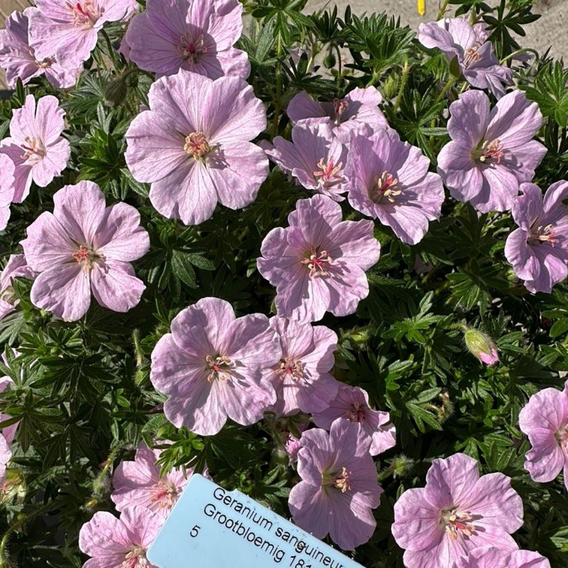 Geranium sanguineum Frivolius Pink - Bloody cranesbill (Flowering)