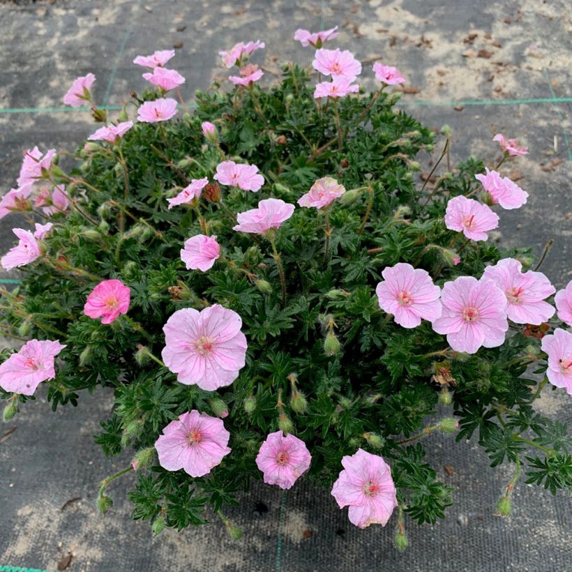 Geranium sanguineum Frivolius Pink - Bloody cranesbill (Plant habit)