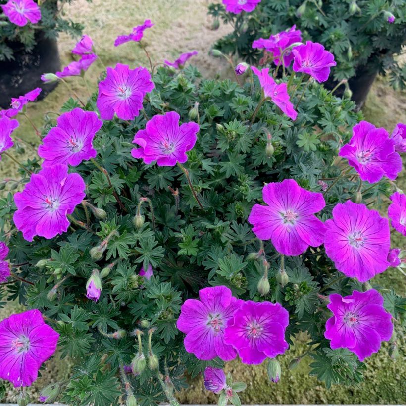 Geranium sanguineum Frivolius Purple - Bloody cranesbill (Plant habit)