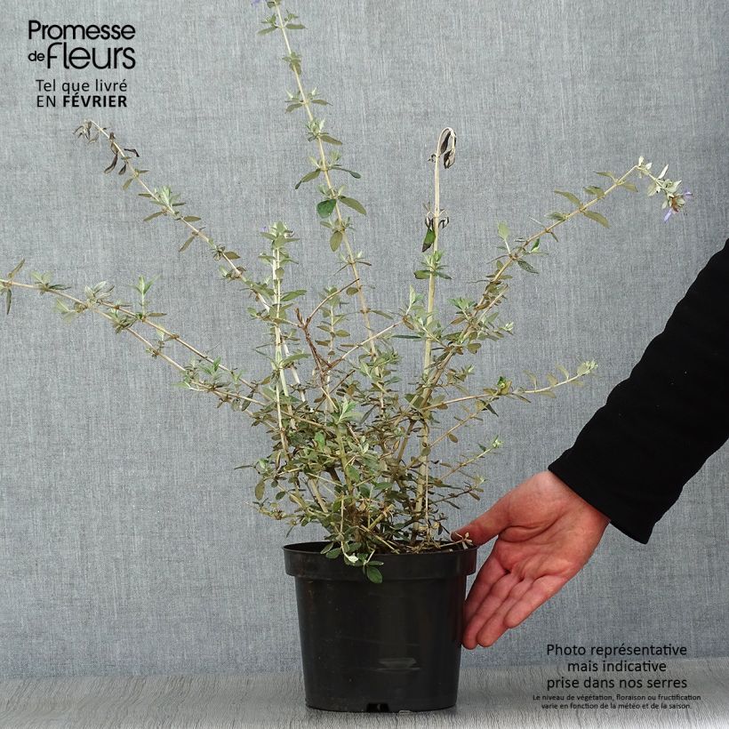 Teucrium fruticans - Tree Germander 2L/3L pot sample as delivered in winter