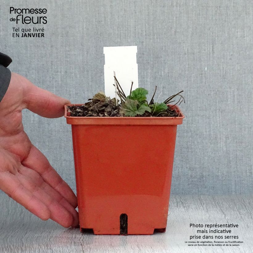 Geum Bell Bank 8/9 cm pot sample as delivered in winter