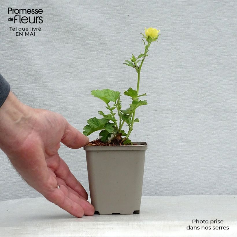 Geum coccineum Cocktail Gimlet 8/9 cm pot sample as delivered in spring