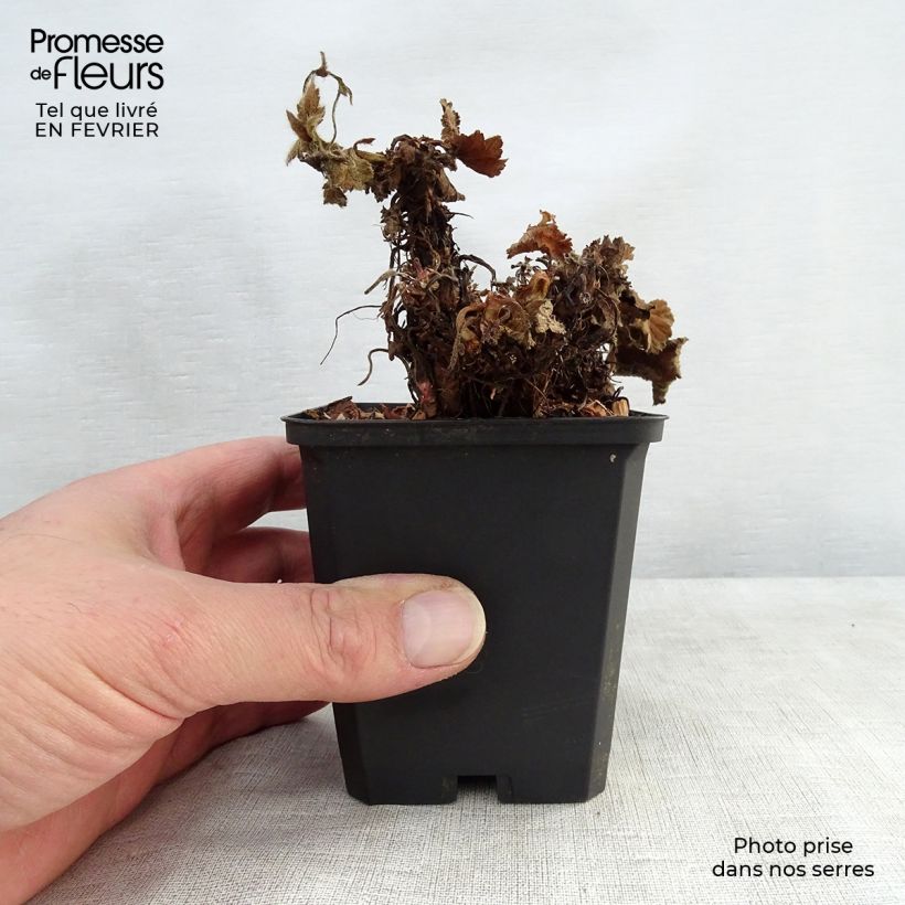 Geum coccineum Cocktail Sea Breeze 8/9 cm pot sample as delivered in winter