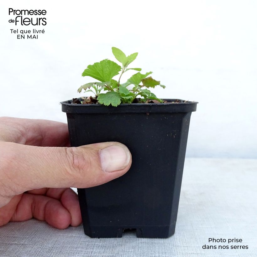 Geum coccineum Cocktail Wet Kiss 8/9 cm pot sample as delivered in spring