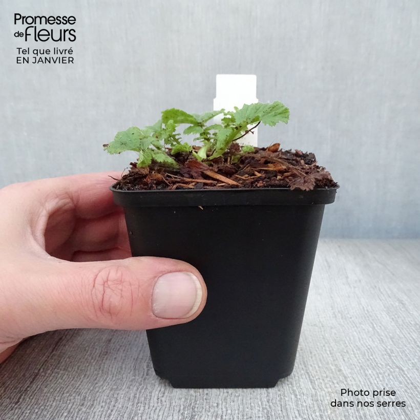 Geum coccineum Cocktail Wet Kiss 8/9 cm pot sample as delivered in winter