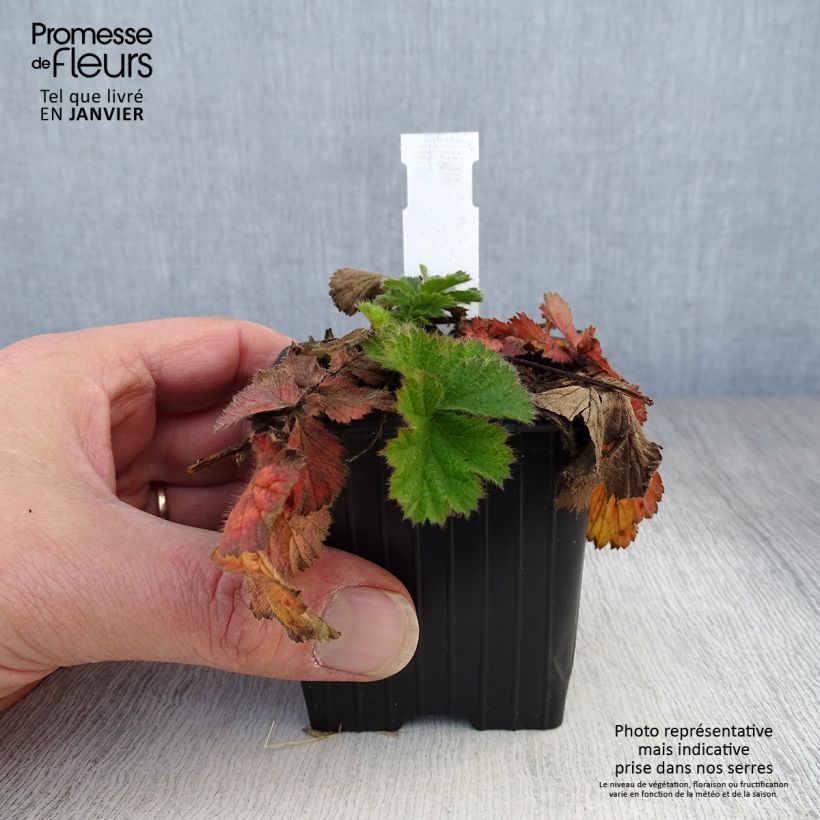 Geum Coral Tempest 8/9 cm pot sample as delivered in winter