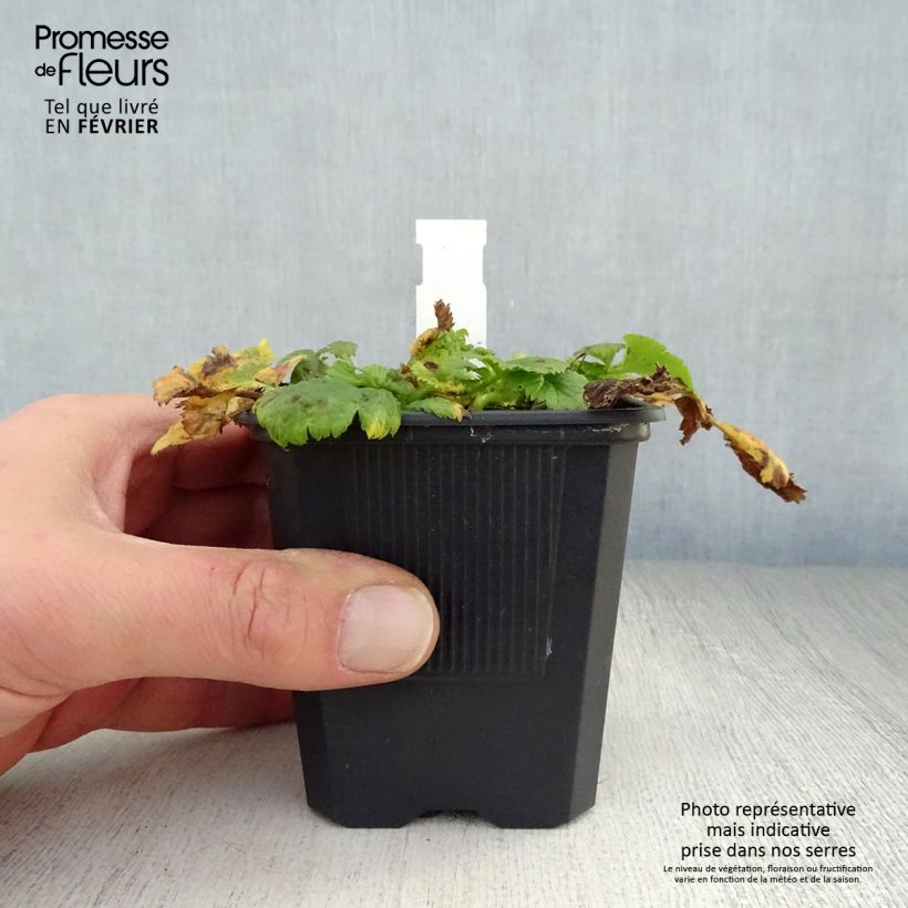 Geum Cosmopolitan 8/9 cm pot sample as delivered in winter