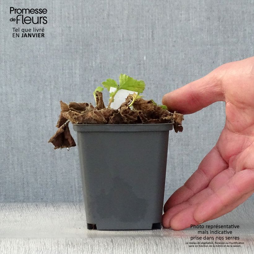 Geum Eos 8/9 cm pot sample as delivered in winter