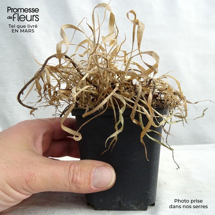 Geum chiloense Fireball 8/9 cm pot sample as delivered in winter