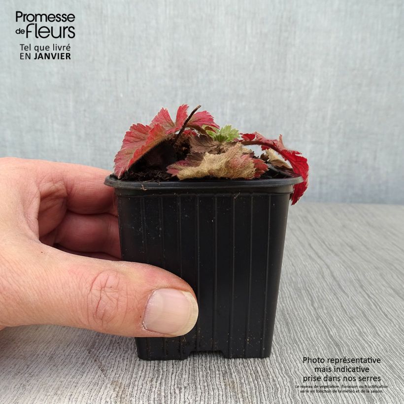 Geum Fiery Tempest 8/9 cm pot sample as delivered in winter