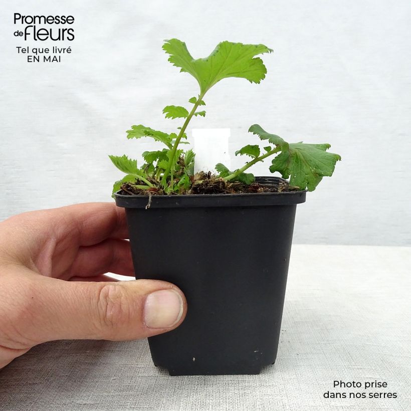 Geum Flames of Passion 8/9 cm pot sample as delivered in spring