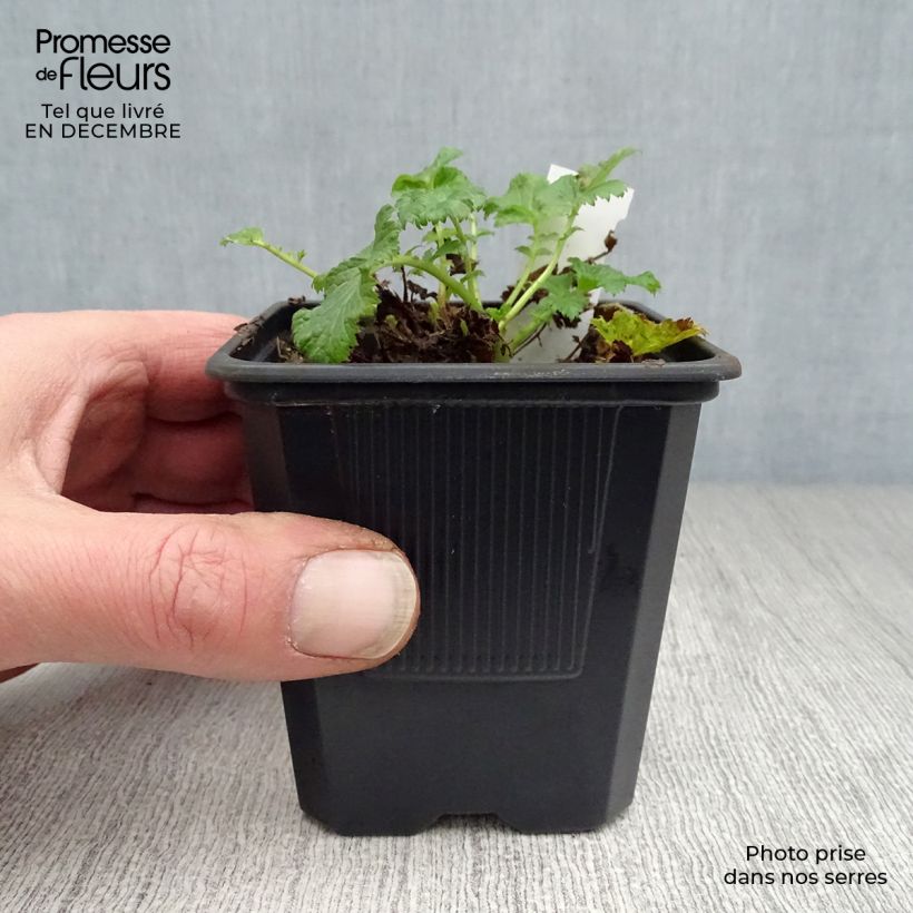 Geum Flames of Passion 8/9 cm pot sample as delivered in winter