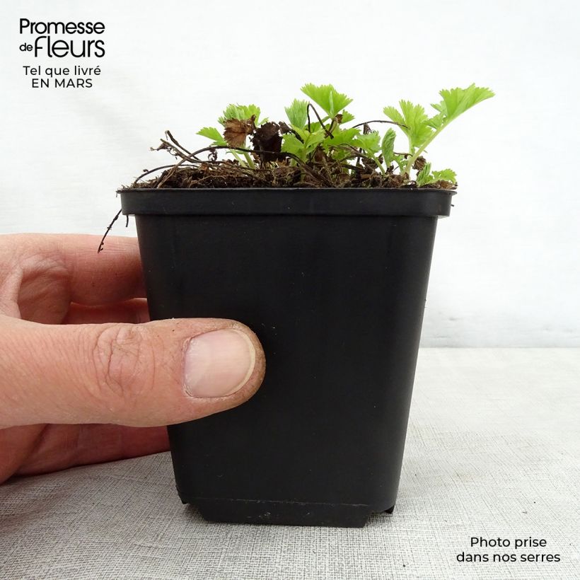 Geum rivale Lemon Drops 8/9 cm pot sample as delivered in spring